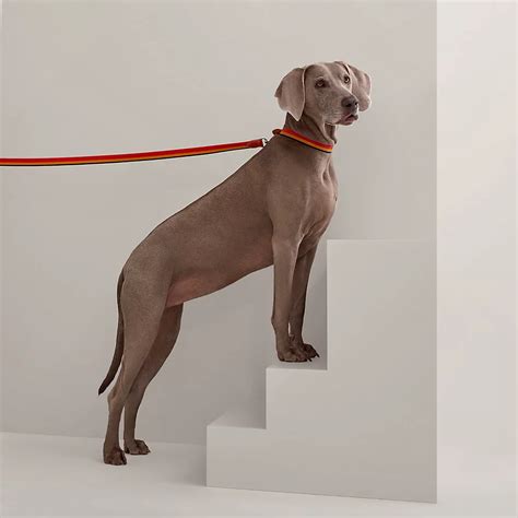 hermes leather dog leash|Hermes equestrian line.